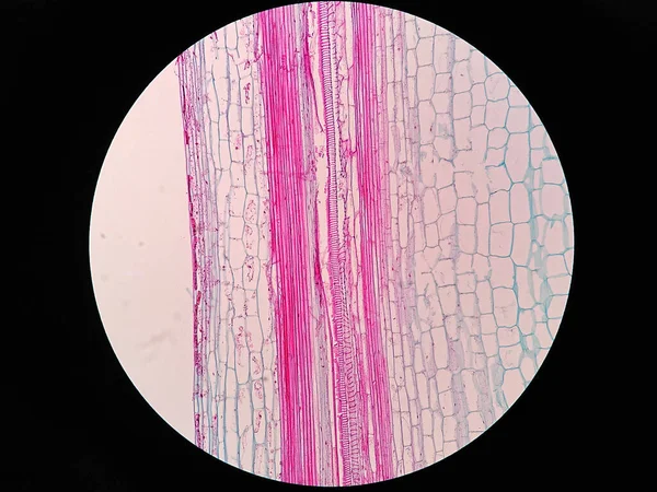 Haste Planta Seção Longa Sob Visão Microscópio — Fotografia de Stock