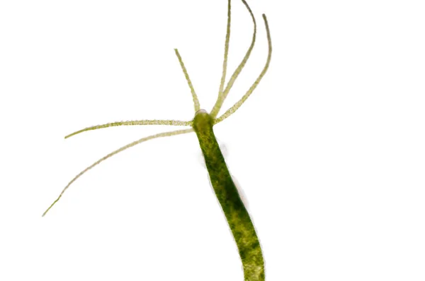 Гідра Рід Дрібних Прісноводних Тварин Роду Cnidaria Класу Hydrozoa — стокове фото