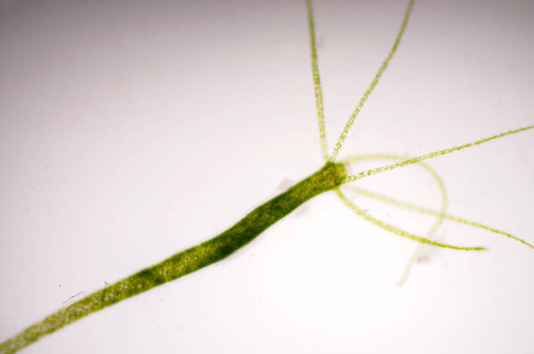 Hydra is a genus of small, fresh-water animals of the phylum Cnidaria and class Hydrozoa.