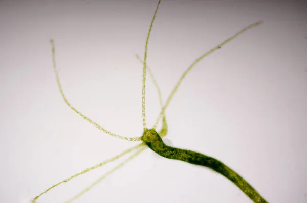 히드라 Hydra 다리아 Cnidaria 하이드로 Hydrozoa 의작고 동물의 속이다 — 스톡 사진