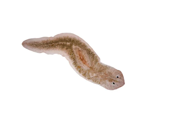 Planaria yassı kurdu mikroskop altında.