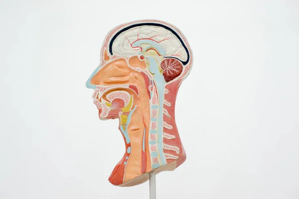 人間の頭部のモデル — ストック写真