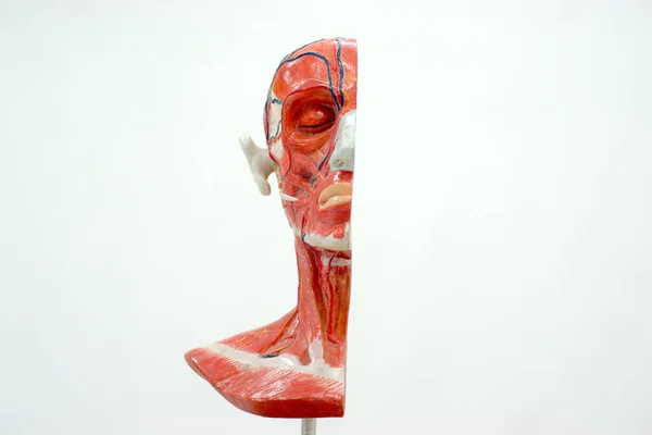 Modell Des Menschlichen Kopfes — Stockfoto