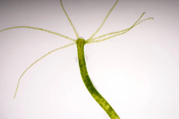 Biology hydra Stock Photos, Royalty Free Biology hydra Images | Depositphotos Biology hydra Stock Photos, Royalty Free Biology hydra Images | Depositphotos