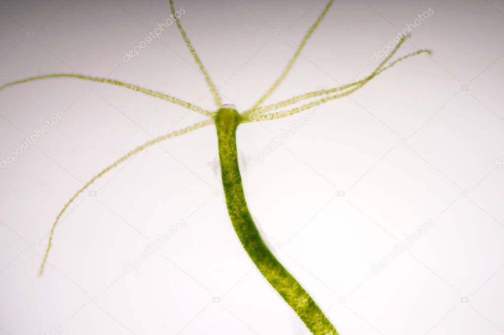 Hydra is a genus of small fresh-water animals of the phylum Cnidaria and class Hydrozoa.