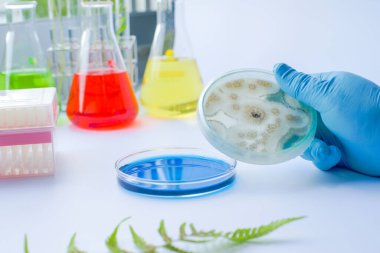 Bilimadamları, laboratuvar, analiz araştırmaları, bilim geçmişi ve biyokimyasal deneyler için laboratuvar camlarıyla kültür ortamında mantar kolonisi gösteriyor.