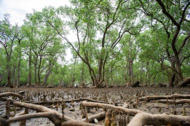 Sahildeki tropik mangrov ormanı.