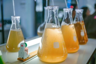 Cam laboratuarında deniz planktonu kültürü.