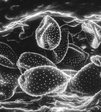 Polenlerin elektron mikroskobu taranıyor