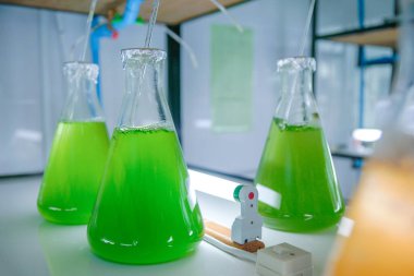 Cam laboratuarında deniz planktonu kültürü.