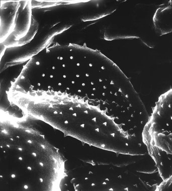 Polenlerin elektron mikroskobu taranıyor