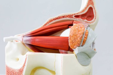 Eğitim için insan gözü modeli                               