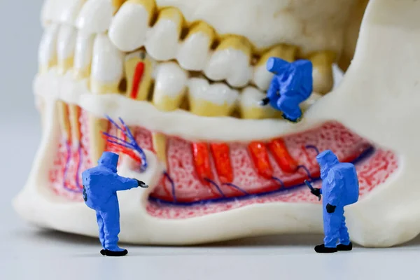 Cientista Pessoas Miniatura Trabalho Com Modelo Dental — Fotografia de Stock