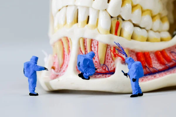 Cientista Pessoas Miniatura Trabalho Com Modelo Dental — Fotografia de Stock