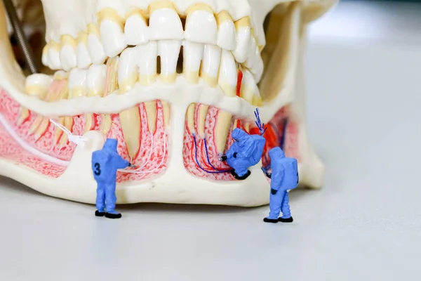 Cientista Pessoas Miniatura Trabalho Com Modelo Dental — Fotografia de Stock