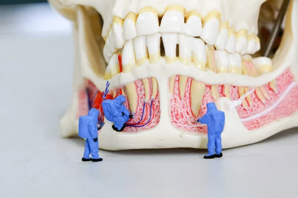 Μινιατούρα Άνθρωποι Επιστήμονας Στην Εργασία Οδοντιατρικό Μοντέλο Δοντιών — Φωτογραφία Αρχείου
