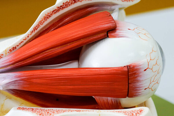 Human eye model for education                               