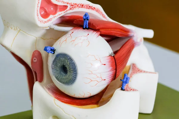 Trabalho Cientista Miniatura Nodel Olho Humano — Fotografia de Stock