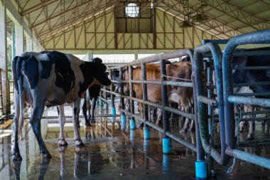 Çiftlikteki süt ineği. Süt inekleri.