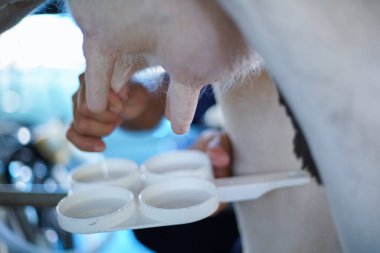 Süt sağan işçiler süt tarlasında inek sütü üretiyor