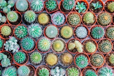 Sanat ve güzel arka plan için küçük kaktüslerin üst görüntüsü..