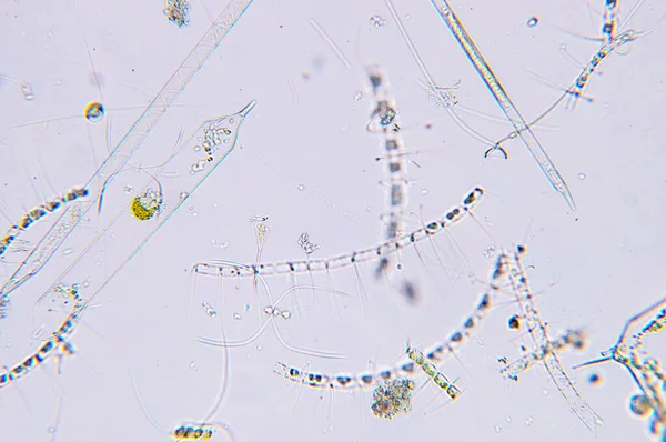 현미경으로 플랑크톤 — 스톡 사진