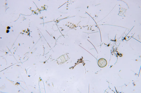 Plancton Acuático Marino Bajo Vista Del Microscopio — Foto de Stock