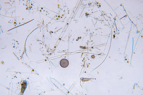 Plancton Acuático Marino Bajo Vista Del Microscopio — Foto de Stock