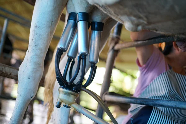 Trabajador Utiliza Instalación Ordeño Vaca Equipo Ordeño Mecanizado Para Producir — Foto de Stock