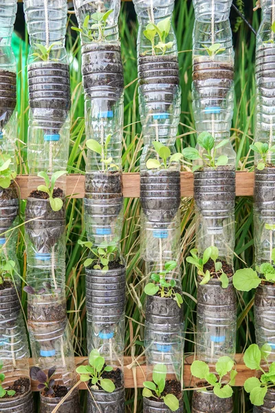 プラスチックボトルのリサイクル 再利用可能なグリーンリサイクルの概念で成長する野菜 — ストック写真