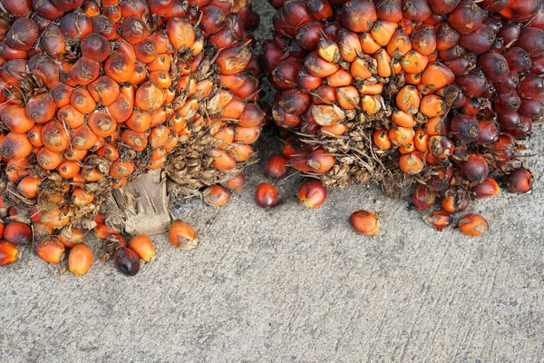 Fesh Palm Oil Seed Floor — Stock Photo, Image