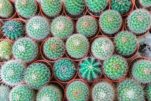 Top View Lövés Kis Kaktusz Sok Pot Művészet Gyönyörű Háttér — Stock Fotó