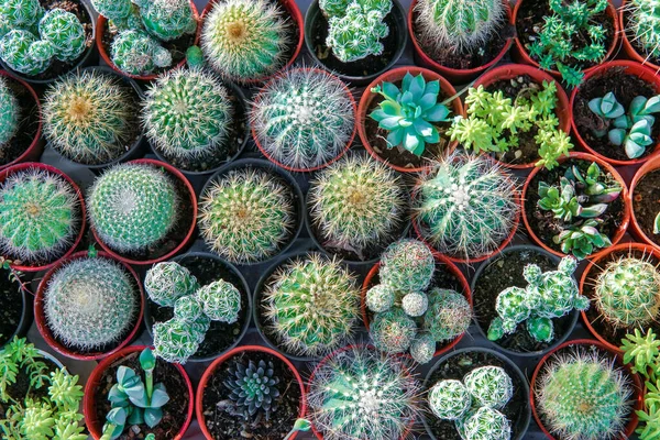 Ovanifrån Skott Små Kaktus Många Potten För Konst Och Vacker — Stockfoto