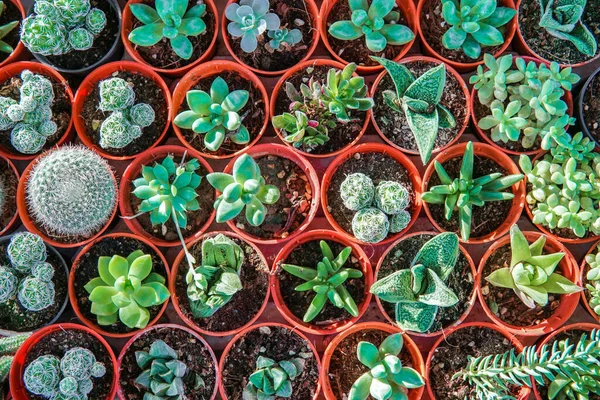 Vista Superior Pequeño Cactus Muchos Pote Para Arte Hermoso Fondo — Foto de Stock