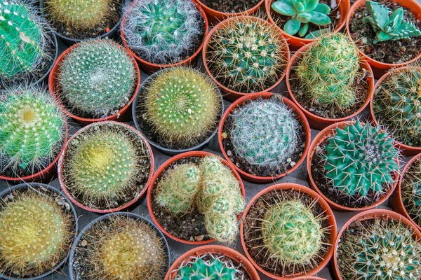 Vista Superior Pequeño Cactus Muchos Pote Para Arte Hermoso Fondo — Foto de Stock