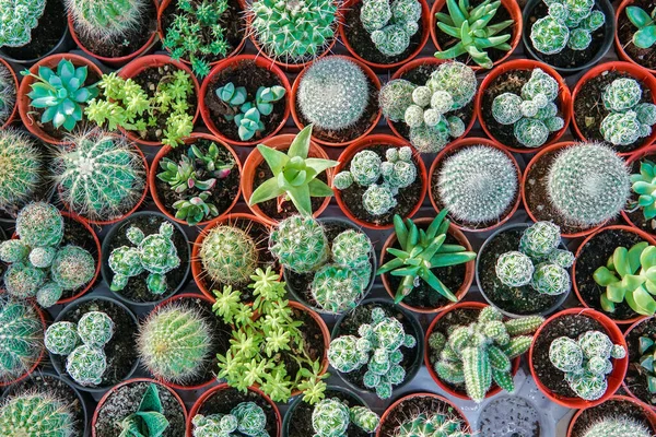 Draufsicht Aufnahme Von Kleinen Kakteen Vielen Töpfen Für Die Kunst — Stockfoto