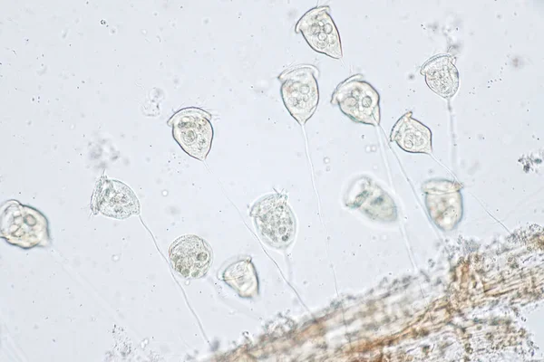 Vorticella Род Простейших Микроскопом — стоковое фото