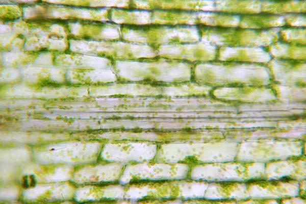 Növényi Sejt Mikroszkóp Alatt — Stock Fotó