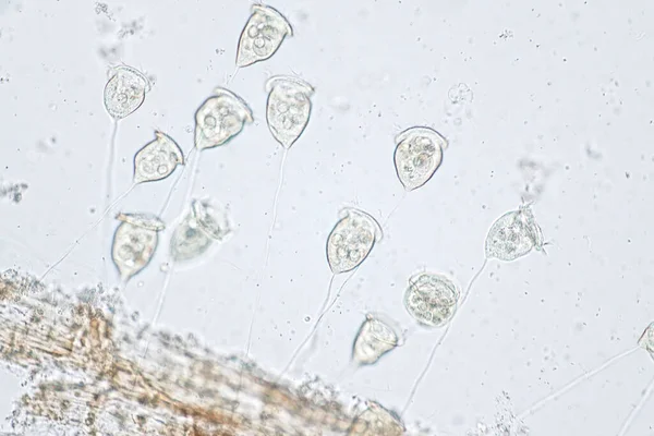 Vorticella Jest Rodzajem Pierwotniaka Pod Mikroskopem — Zdjęcie stockowe