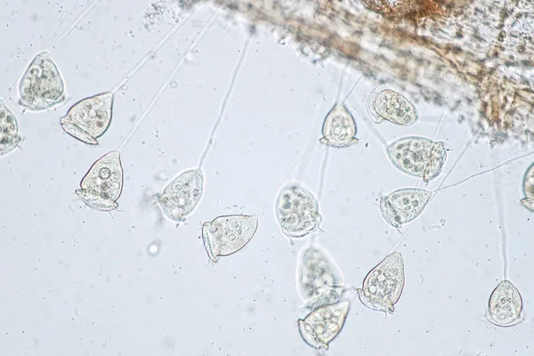 Vorticella Género Protozoos Bajo Microscopio — Foto de Stock