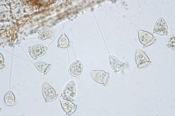 Vorticella Είναι Ένα Γένος Πρωτόζωο Κάτω Από Την Προβολή Μικροσκοπίου — Φωτογραφία Αρχείου