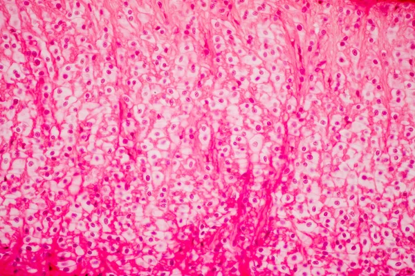 Хрящевые Клетки Микроскопом — стоковое фото