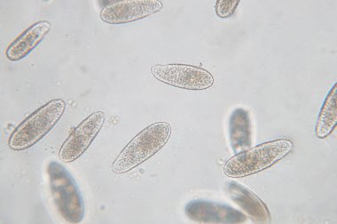 Tetrahymena, mikroskop altında tek hücreli bir protozoan ve bakteri cinsidir.