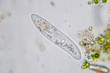 Paramecium caudatum is a genus of unicellular ciliated protozoan and Bacterium under the microscope clipart