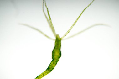 Hydra, Cnidaria cinsi ve Hydrozoa cinsi bir tatlı su hayvanıdır..