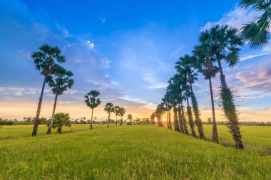 Günbatımının pirinç tarlaları manzarası