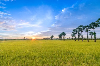 Günbatımının pirinç tarlaları manzarası