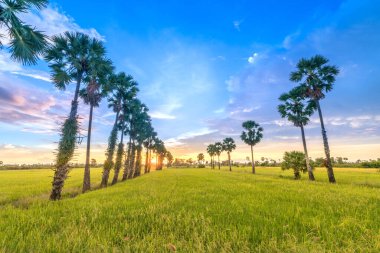 Günbatımının pirinç tarlaları manzarası