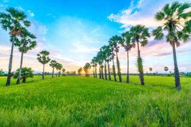 Günbatımının pirinç tarlaları manzarası