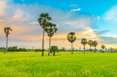 Günbatımının pirinç tarlaları manzarası